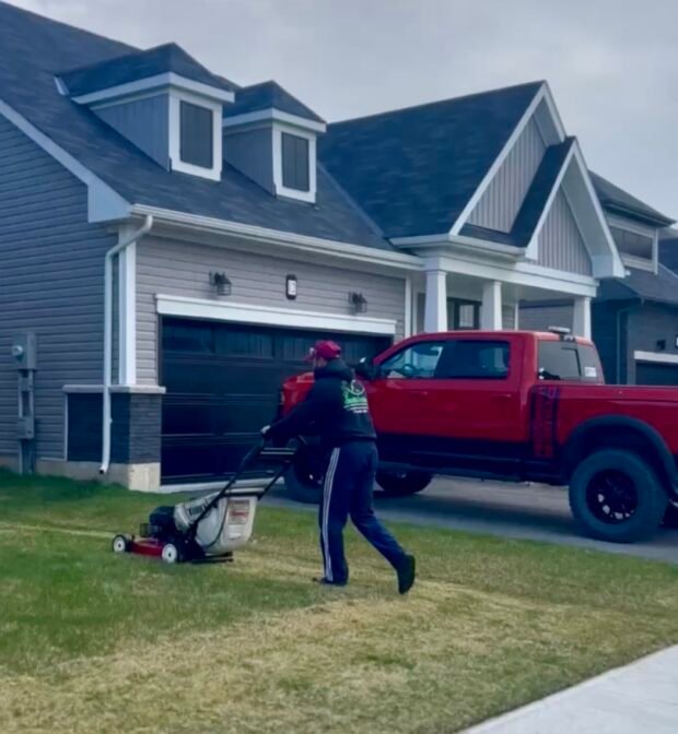 Lawn undergoing dethatching service for improved growth in Niagara.
