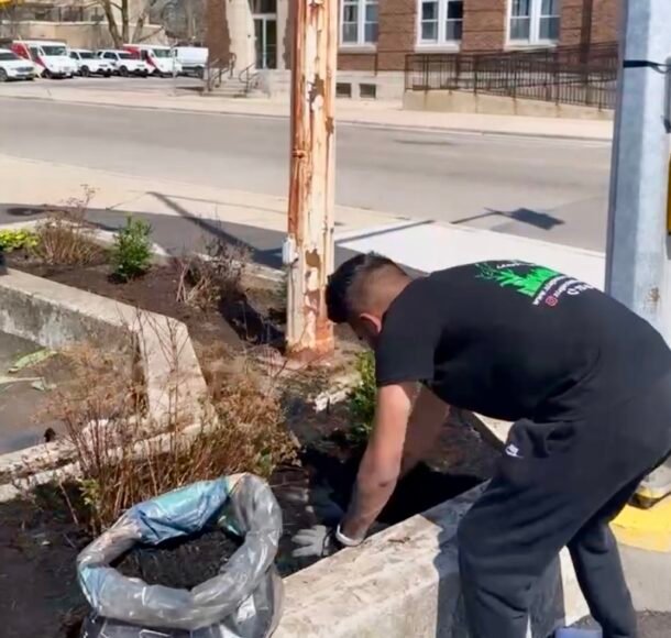 Vibrant lawn with even grass coverage after professional overseeding in Niagara.