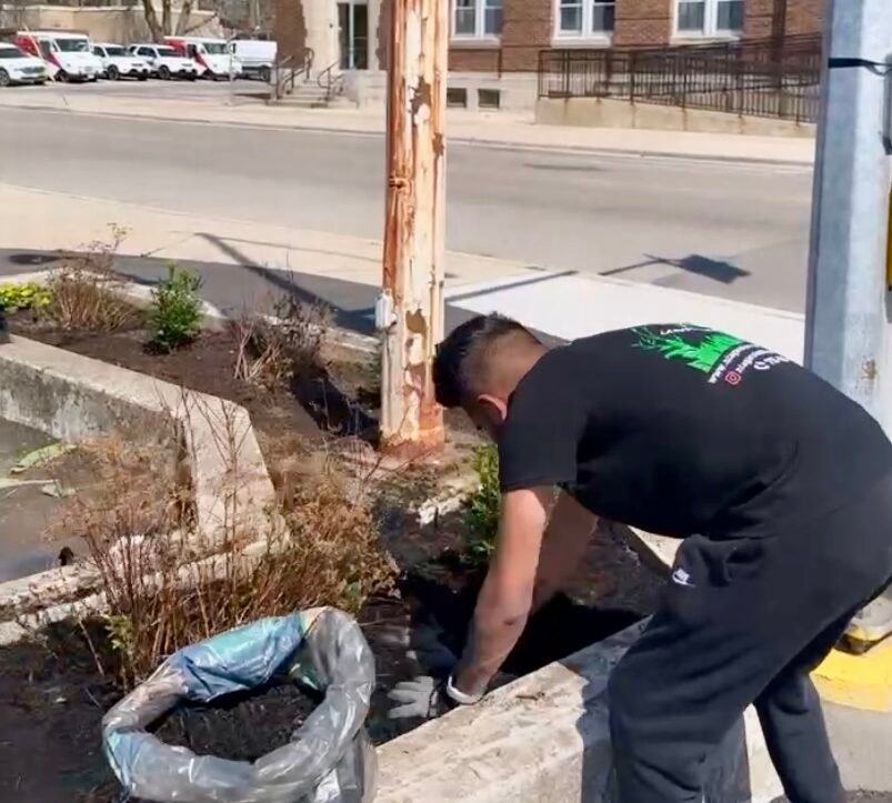 Vibrant lawn with even grass coverage after professional overseeding in Niagara.