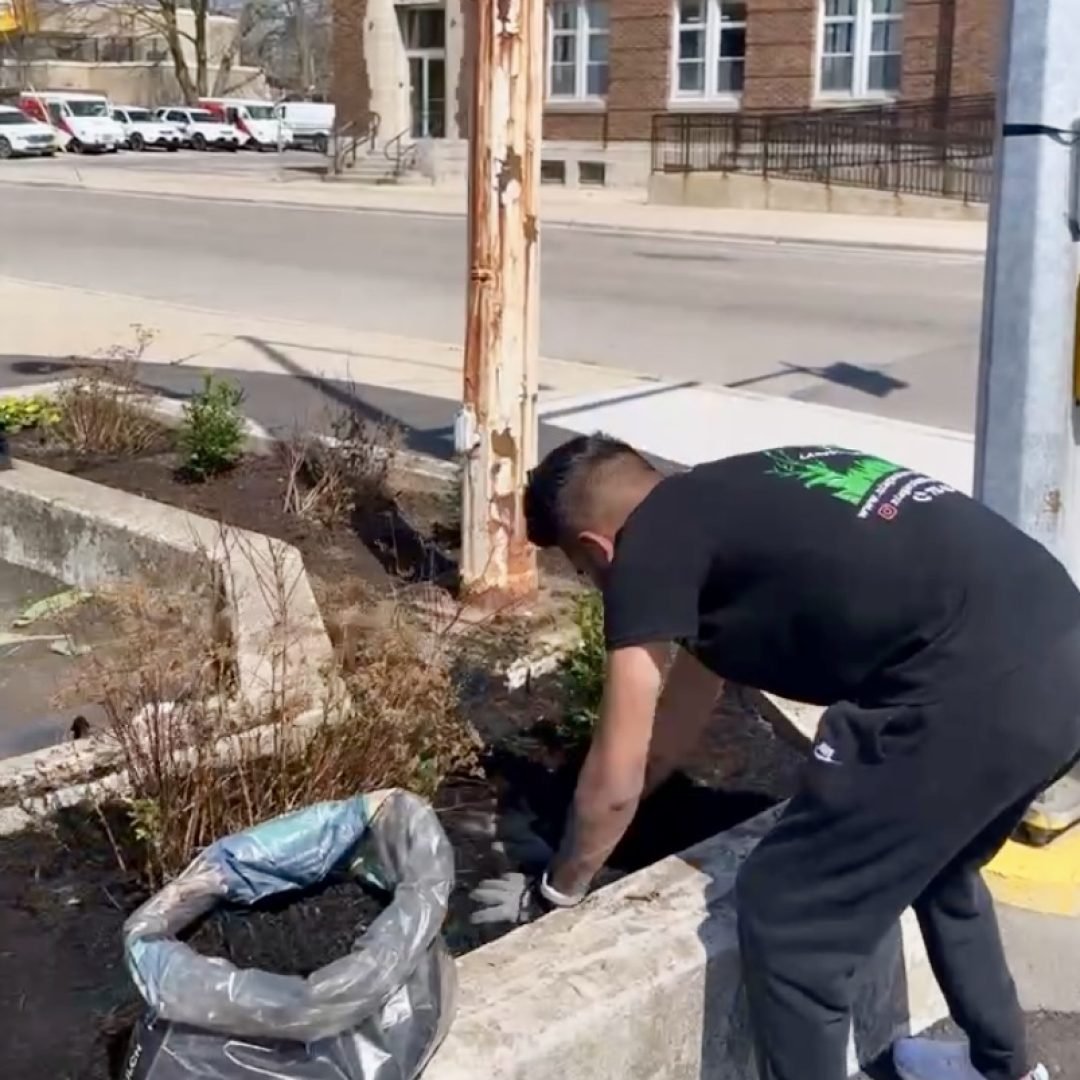 Vibrant lawn with even grass coverage after professional overseeding in Niagara.